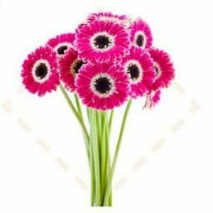 Sarah Adilla profile icon