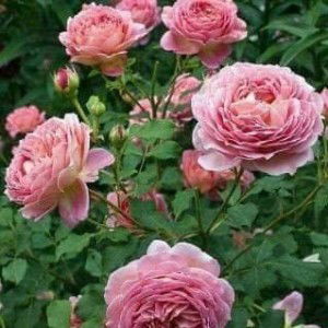 Puput Puji Lestari profile icon