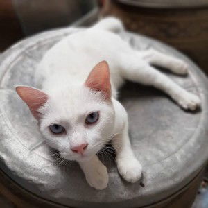 Wanida Sunma Wongsudin profile icon