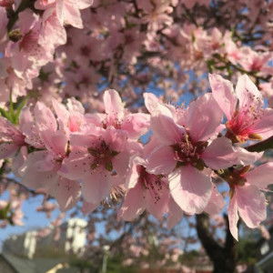 Ummu Alif profile icon