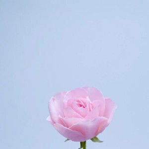 ويدادي profile icon