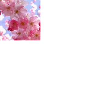 Nazurah Shukor profile icon