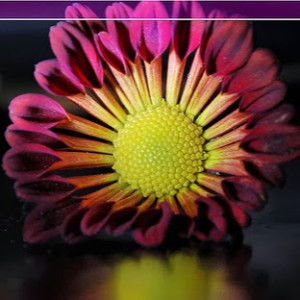 Syuhada Fadzilah profile icon