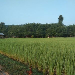 ปิ้ง ปลาเข็ง profile icon