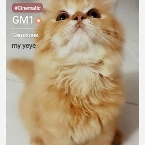 Yulia Al Purkhon profile icon