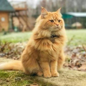 Eyra Irina profile icon