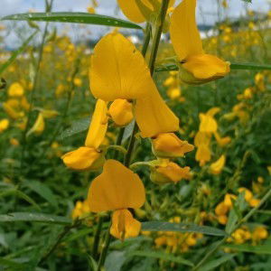 Ungsumalin Buachan profile icon