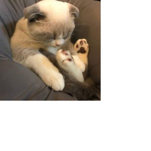 ดาราราย นิกุล profile icon