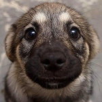 Gaf Tawinee profile icon