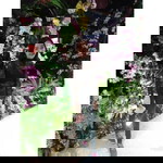 Kannika Phongboonta profile icon