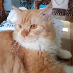 Dian Lestari profile icon