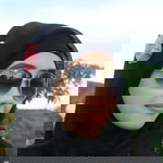 Rafiqa Hasanah profile icon