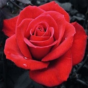 mey profile icon