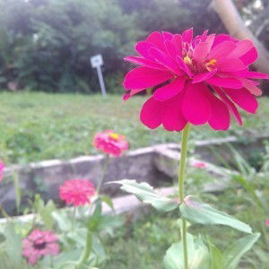 Siti Fadilatul Jalilah profile icon