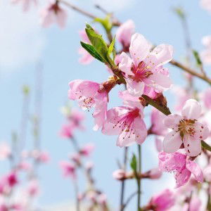 Indriani Lorenza profile icon