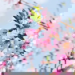 Indriani Lorenza profile icon