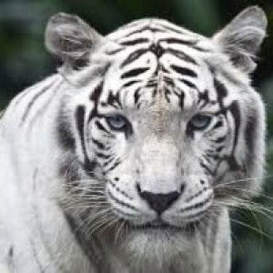 Imam Ghozali profile icon