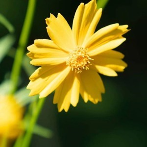 Apriany Luki Puji Rahayu profile icon