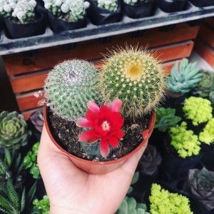 Trần Sáng profile icon