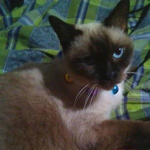 Nabila Uzir profile icon