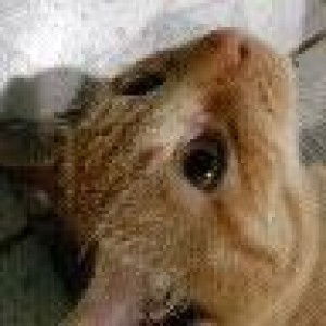 Milky Lover profile icon