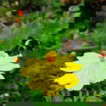 DK Pioquinto profile icon