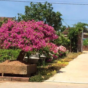 Phương Thảo Thu Hà profile icon