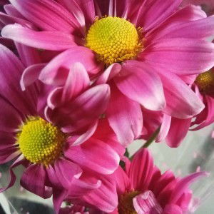 Jameelatun profile icon