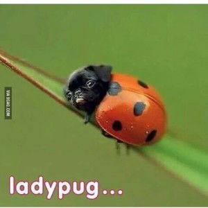 mitha chan19 profile icon