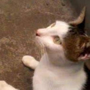 adilla meta profile icon