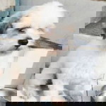 ラモス ヤン・ profile icon