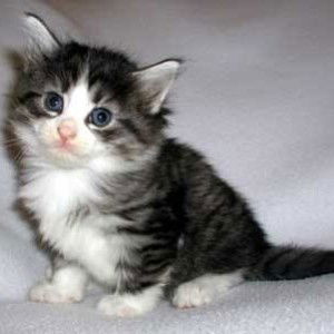 Sher 2.0 profile icon