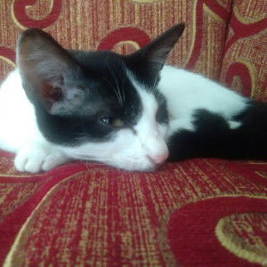 Elvina Jayanti profile icon