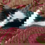 Elvina Jayanti profile icon