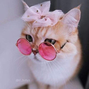 Aye Aye profile icon