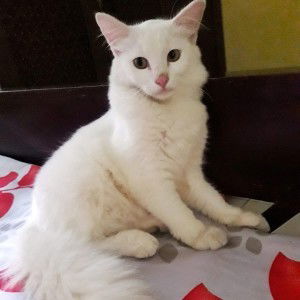 Fitri Dwypratiwi profile icon