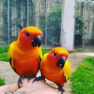 Nor Iera profile icon