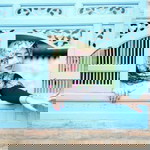 HaNiko SakiYurai profile icon