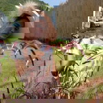 Nongkae Pannika Ketsawa profile icon