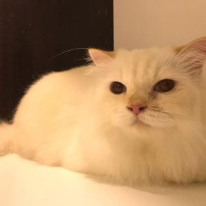 Wan Azmaizura Yusoff profile icon