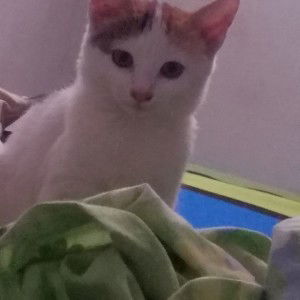 Heno Momiji profile icon