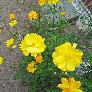 Wanti Ati profile icon