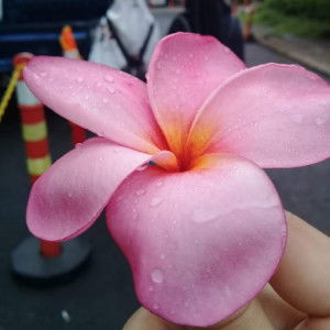 Delis Nawati profile icon