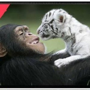 ชบา ก้านกล้วย profile icon