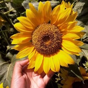 Septifajarwati profile icon