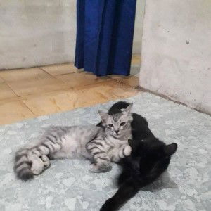 Fatimah Herlin profile icon