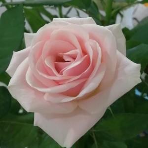 Nguyen Thi Chuc Ly profile icon