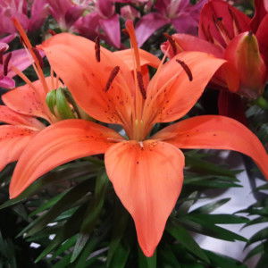 hah nid profile icon