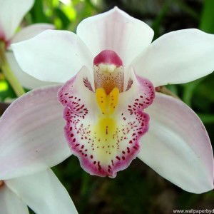 Syuhada Saud profile icon