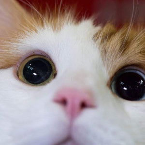 Aulia Octavianita profile icon